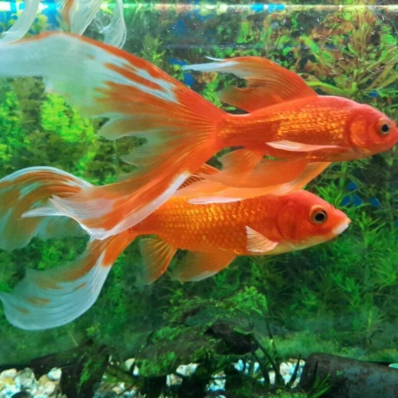 Где купить недорого рыбы. Золотая рыбка аквариумная. Некрупные золотые рыбки. Большая Золотая рыбка аквариумная. Самые красивые золотые рыбки.