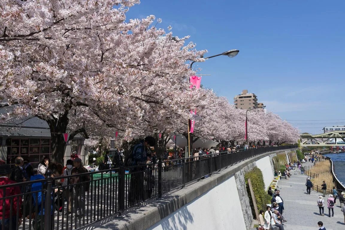 Токио в мае. Tokyo sky tree япония сакура. Сакура ханами токио. Уэно токио. Черри блоссом в токио.