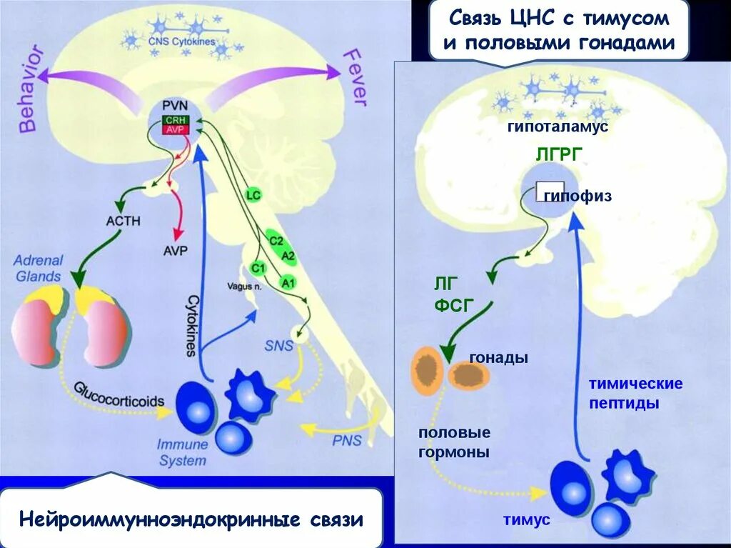 Эндокринная регуляция иммунного ответа. Нервная эндокринная и иммунная системы. Взаимосвязь иммунной и эндокринной системы. Взаимодействие иммунной нервной и эндокринной систем. Эндокринная и иммунная система