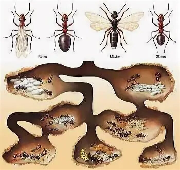 Какое развитие у муравьев. Жизненный цикл муравьёв. Иерархия муравьёв. Стадии развития муравья. Цикл развития муравья.