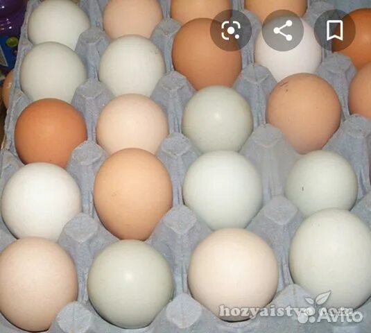 Яйцо Доминанта. Доминант с цветным яйцом 902. Доминант ГС 300 голубое яйцо. Инкубационное яйцо крапчатое чье. Куплю инкубационное яйцо доминанта