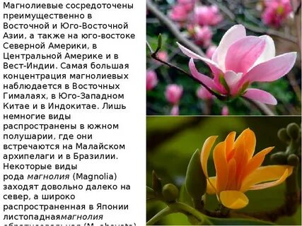 Магнолиевые не самая примитивная группа растений