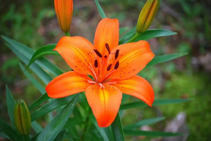 Tiger lily. Tigrinum),. Лилия тигровая спленденс. Tiger lily китай. Тигровая лилия белая с красными крапинками.