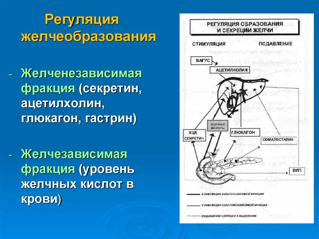 Регуляция выделения желчи. Регуляция образования желчи. Регуляция образования и секреции желчи. Регуляция желчеобразования.