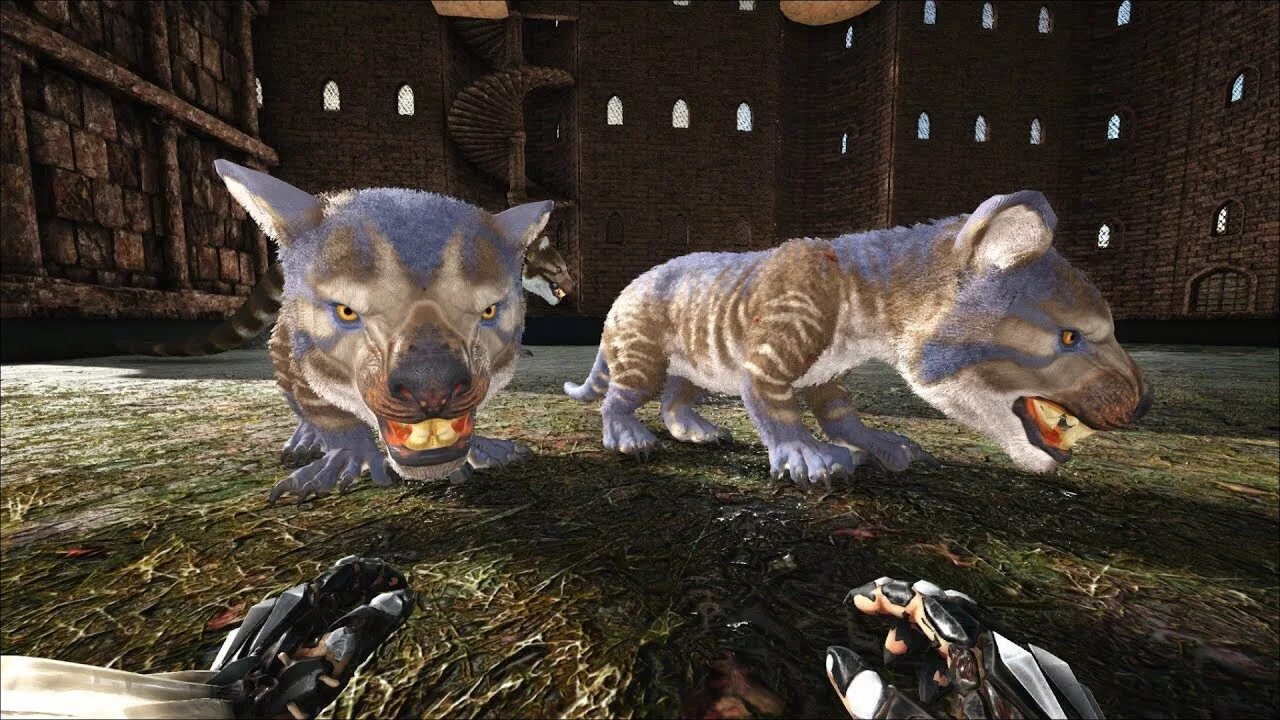 Сумчатый лев арк. Тилаколео арк. Ark survival evolved сумчатый лев. Сумчатый лев арк. Ark survival сумчатый лев.