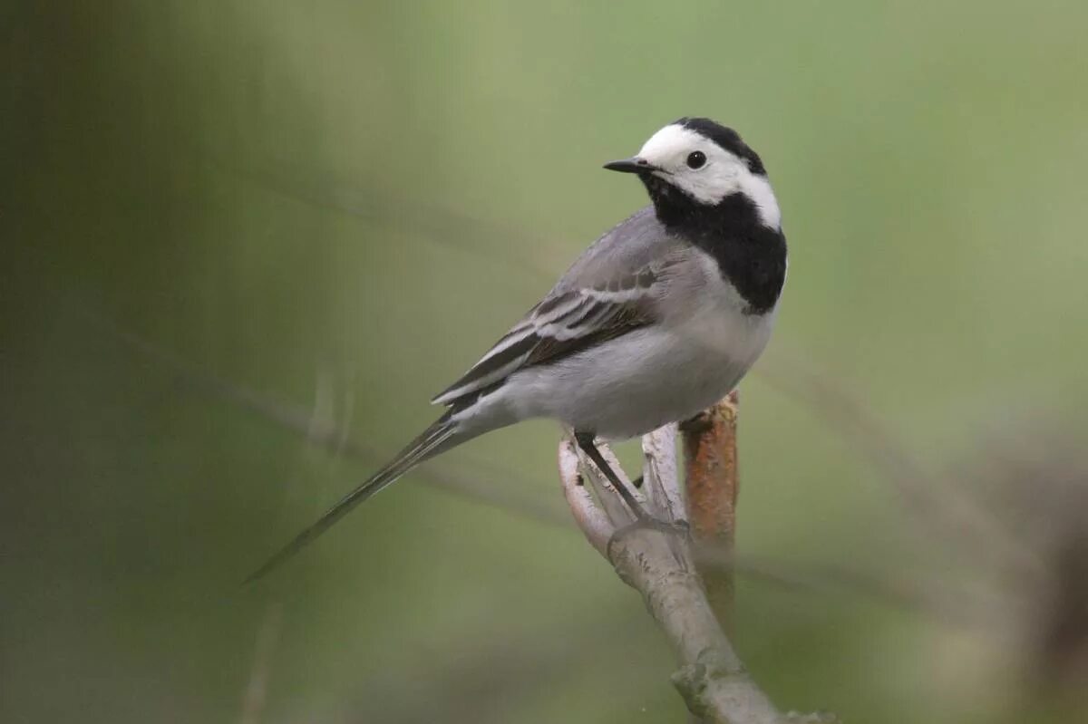 Сорока перелетная птица. Grallina cyanoleuca. Боровая сорока. Трясогузка белая трясогузка. Маленькая птица с красным хвостом.