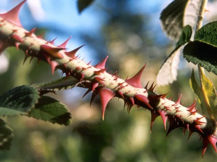 Корона терновый венец. Ветка с колючками. Шиповник шипы. Thorn. Protection thorns.