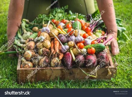 Farmer vegetables