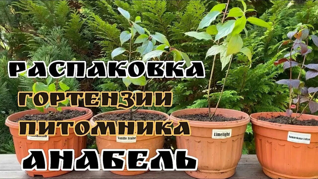 Питомник Анабель гортензии. Питомник Анабель. Питомник Анабель Ногинск. Анабель питомник гортензий интернет магазин.