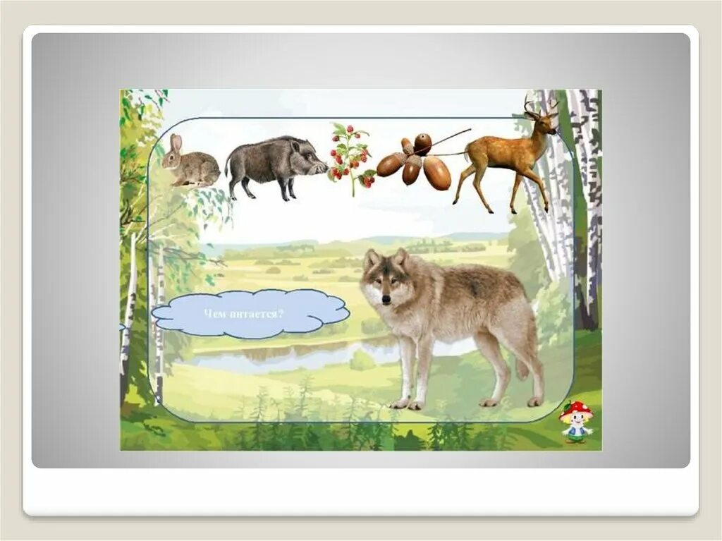 Питании диких животных. Лесные животных для дошкольников. Животные леса для детей. Дикие животные картинки для детей. Чем питается волк для детей.