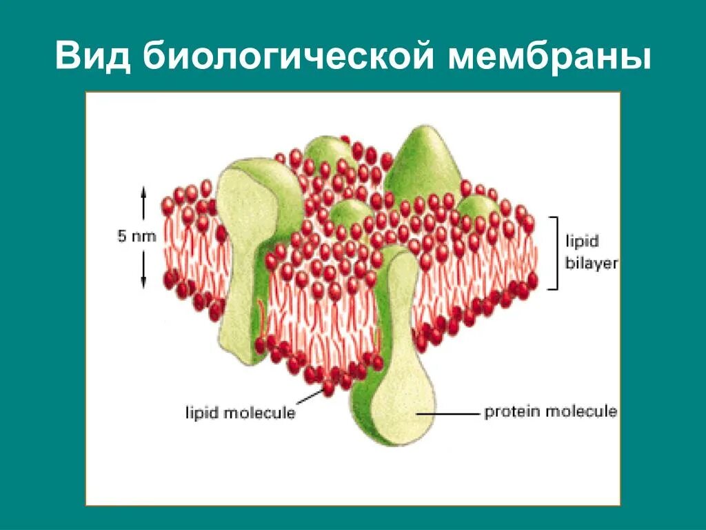 Биохимия мембран. Биологическая мембрана. Строение биологической мембраны. Мембрана биология и оболочка. Биологическая мембрана и белковый канал.