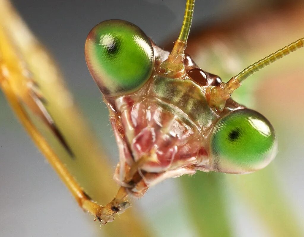 Богомол обыкновенный (Mantis religiosa). Личинка богомола обыкновенного. Обыкновенный богомол среда обитания. Глаза богомола строение.