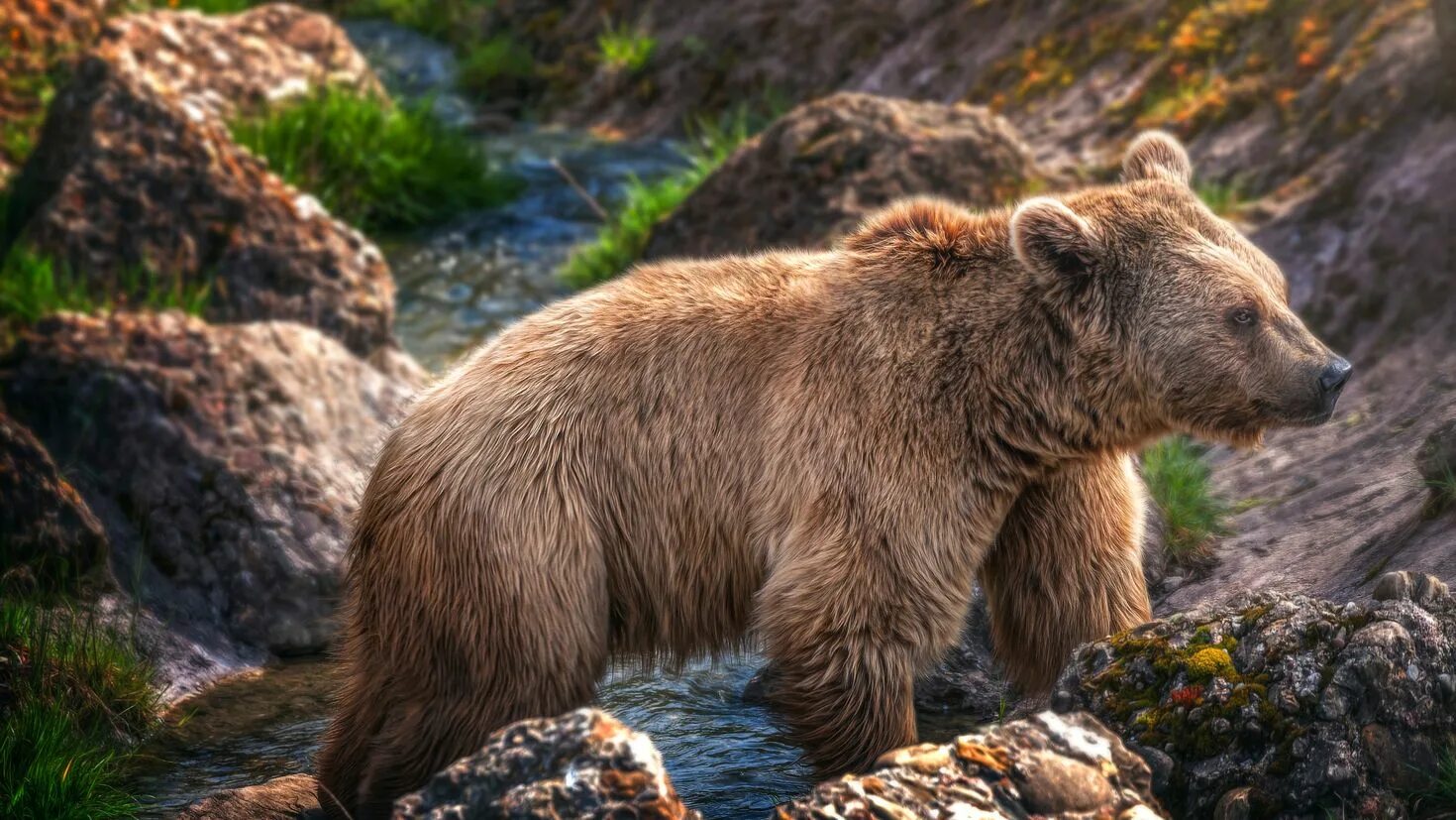 Картинка медведь. Апеннинский бурый медведь. Ursus arctos Piscator. Сибирский бурый медведь. Европейский бурый медведь.