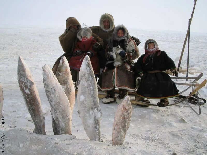 Ненцы охота. Эскимосы и Коряки. Чукчи и Коряки. Чукчи Эскимосы Коряки. Эскимосы зверобойный промысел.