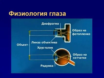Какой элемент глаза выполняет функцию наведения резкости