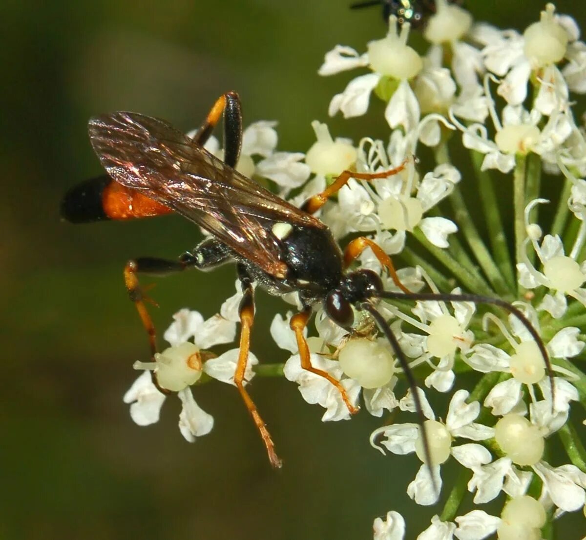 Муравьи наездники. Жук наездник ихневмониды. Ichneumon sarcitorius. Аммофила Песчаная. (Ammophila arenaria l). Ихневмон Оса.