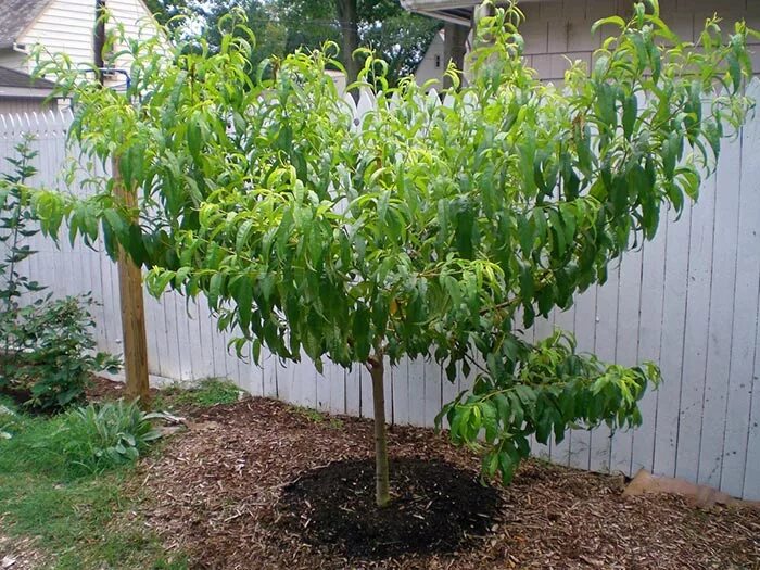 Fruit Trees Colorado