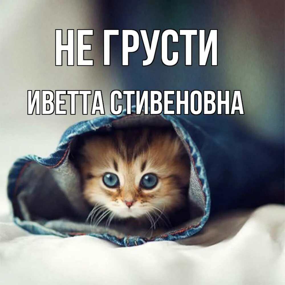 Открытка печаль. Мои котята. Милый котик не грусти. Милые котики не грусти. Открытка с котиком не грусти.