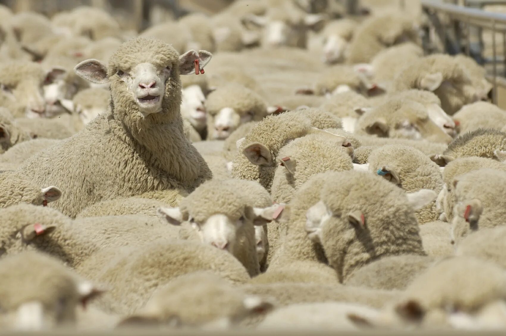 Овцы меринос. Овцеводство в Австралии. Баран меринос. Австралийский меринос порода овец. Овцы мериносы Австралии.