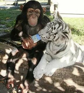 Monkey tiger