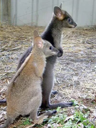 Исполинский кенгуру тип развития. Чернополосый валлаби. Полосатый кенгуру. Macropus dorsalis. (Полосатый кенгуру, полосатый валлаби-заяц).