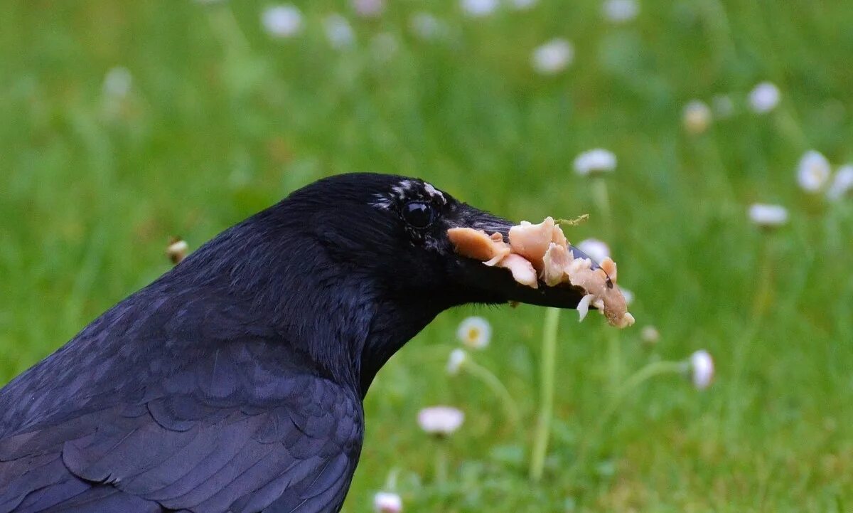 Сон есть птицу. Ворона с едой в клюве. Фото вороны. Птица с червяком в клюве. Грач (птица).