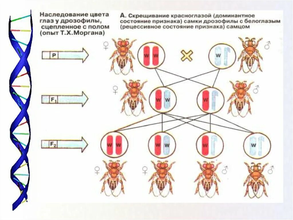 Пол у птиц хромосомы. Наследование пола у пчел. Наследование цвета глаз у дрозофилы. Скрещивание Моргана дрозофилы. Наследование признаков у дрозофилы таблица.