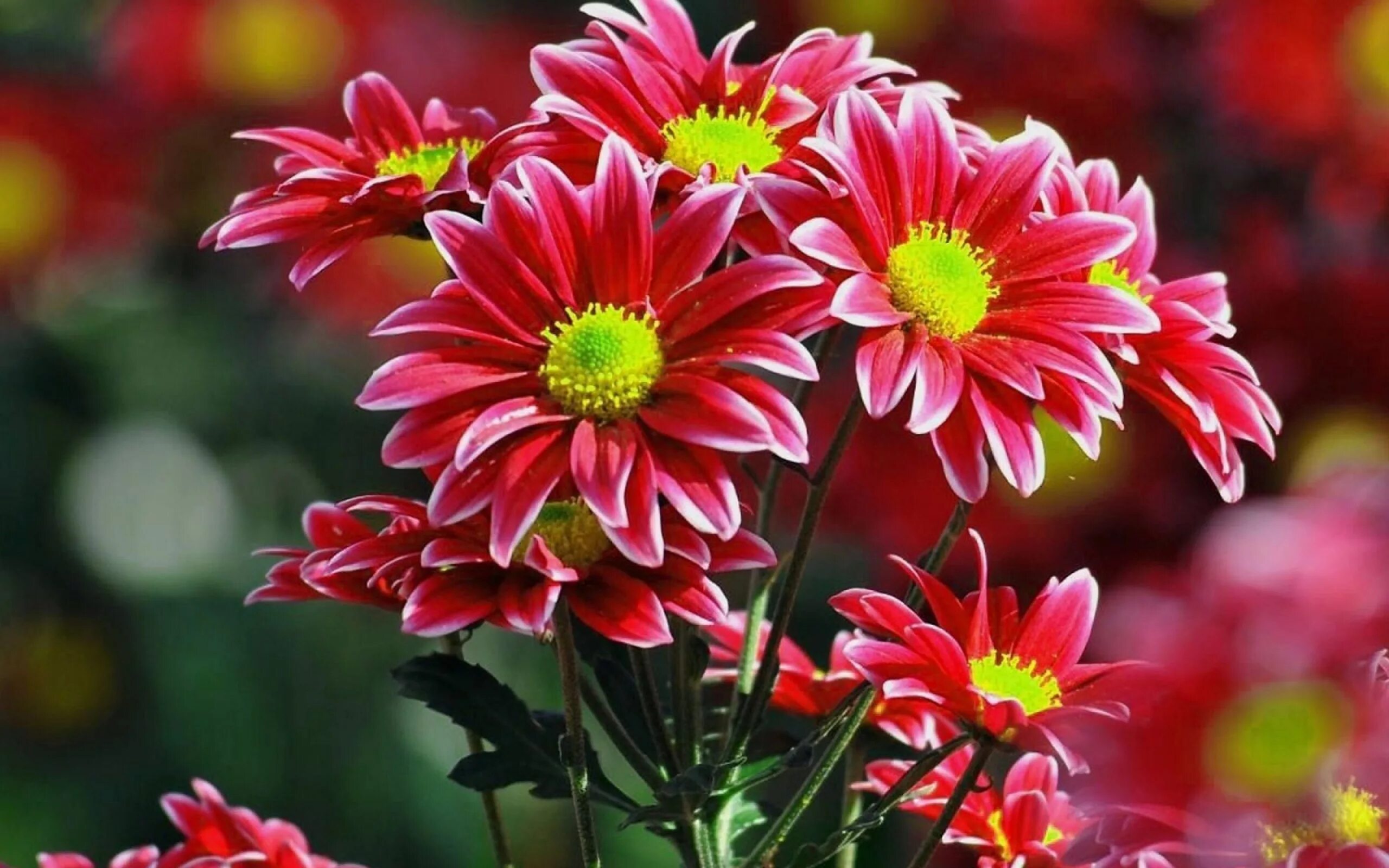 I a beautiful flower. Хризантемы для Катюши. Хризантема Палисад. Гацания цветок. Яркие цветы.