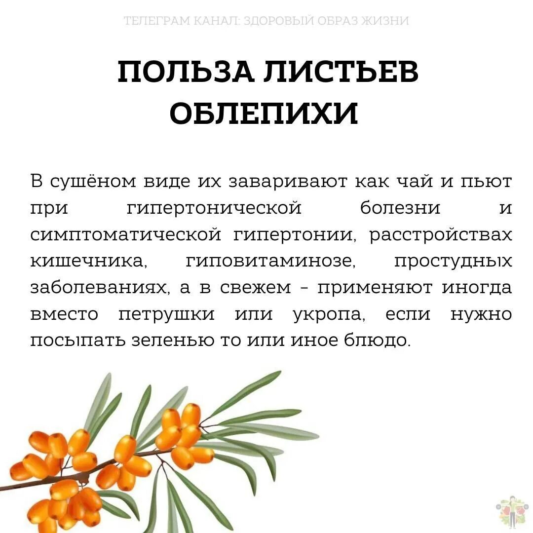 Чай из листьев облепихи польза. Облепиха (лист). Польза облепихового. Чем полезна облепиха. Польза листьев облепихи.