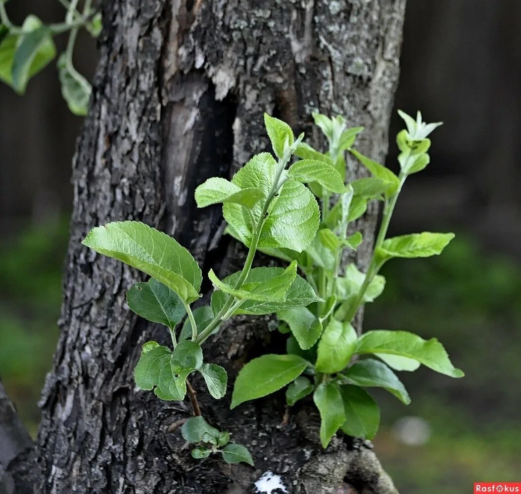 росток вяза. побегу растения. стебель с расположенными на нем листьями и почками. побег растения фото. пестики малины.