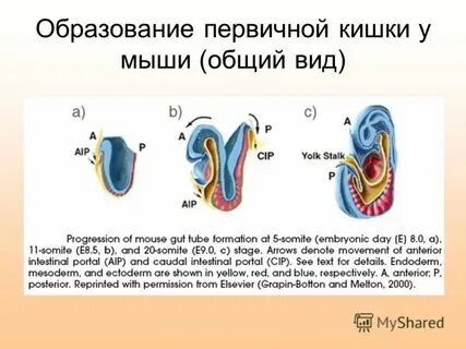 Первичная кишка зародыша