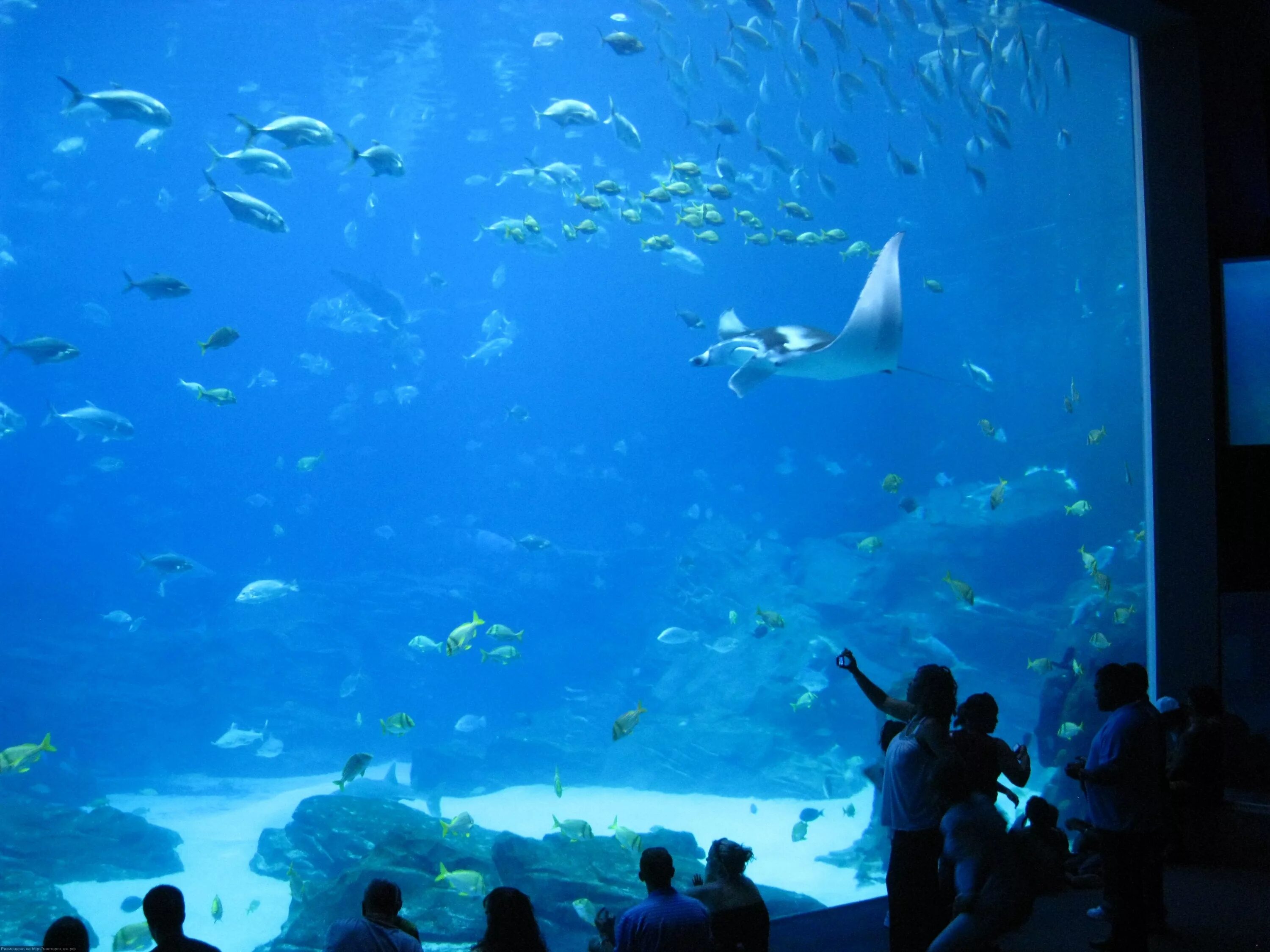окинава океанариум тюрауми. океанариум рипли торонто. самый самый океанариум в мире. аквариум dubai aquarium. аквариум джорджии georgia aquarium.