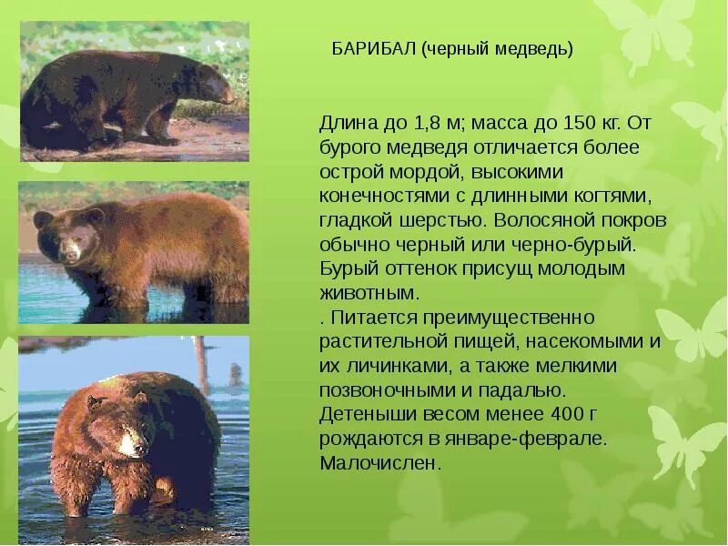 Проект окружающий мир 3 класс медведь Презентация по биологии"Современные медведи".7 класс.2018 г.