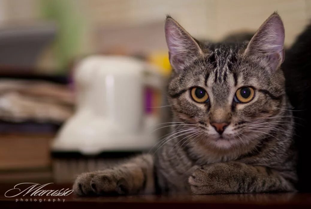 Кот стоит. Привет мем с котом. Кот надеется. Кот надеется. Здравствуйте люди картинки.