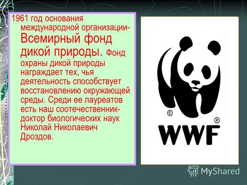 The world wildlife fund is an organization. Всемирный фонд дикой природы WWF России. Всемирный фонд дикой природы основные направления деятельности. Фонд охраны дикой природы. Всемирная организация охраны природы.