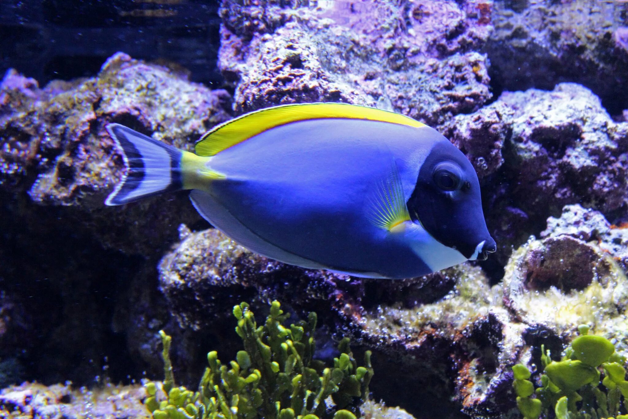 Pets fish. Acanthurus leucosternon хирург белогрудый. Хирург голубой (белогрудый), s /Acanthurus leucosternon. Крипт белогрудый хирург. Хирург синий белогрудый.