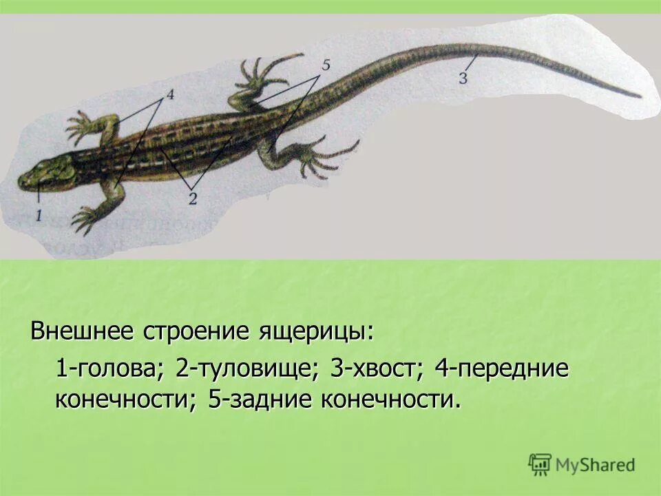 Внешнее строение прыткой ящерицы. Внешнее строение прыткой ящерицы. Внешнее строение ящерицы. Внешнее строение пресмыкающихся рисунок. Пресмыкающиеся внешнее строение.