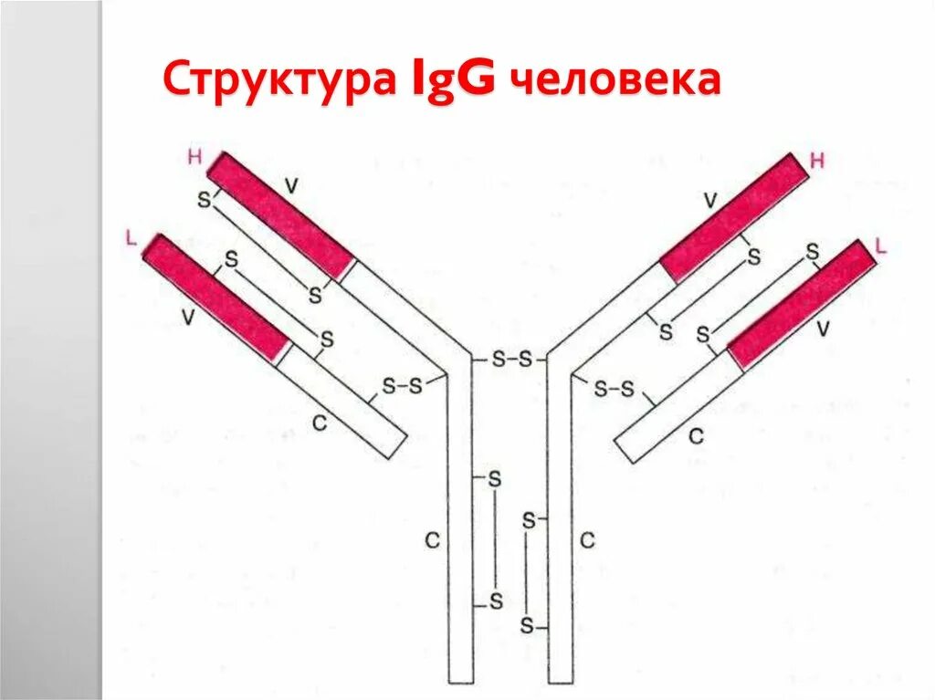 Иммуноглобулин g igg. Схема молекулы иммуноглобулина g микробиология. Строение иммуноглобулина IGG. Ig g строение. Схема строения молекулы IGG.