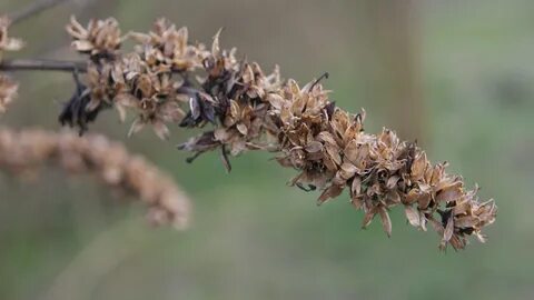 Dried plants