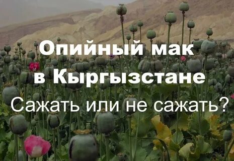 Отличие мака