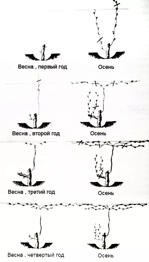 Схема правильной обрезки винограда осенью. Подрезка винограда в первый год посадки. Обрезка винограда первый год осенью. Схема обрезки винограда осенью 3 года.