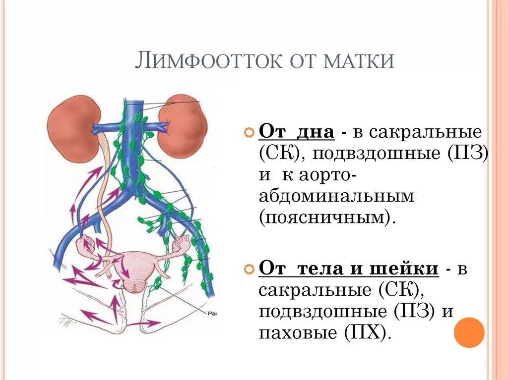 Лимфоузлы и удаление матки. Региональные лимфатические узлы матки. Лимфатические узлы малого таза схема. Лимфоотток матки анатомия. Регионарные лимфатические узлы матки.