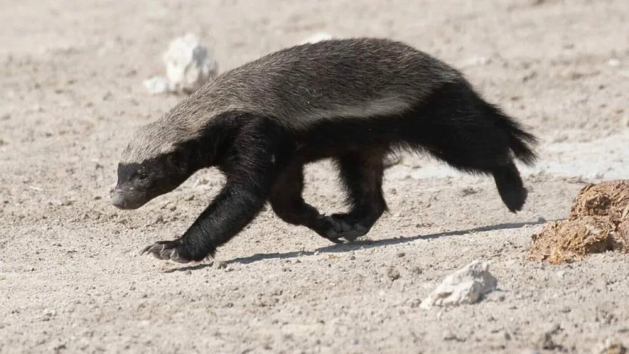 Медоед по английски. Домашний барсук медоед. Африканский барсук медоед. Лысый медоед. Медоед бесстрашный.