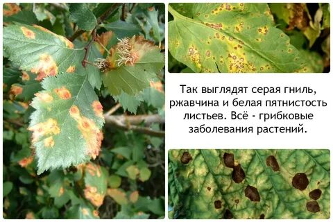 Лечение заболеваний цветов