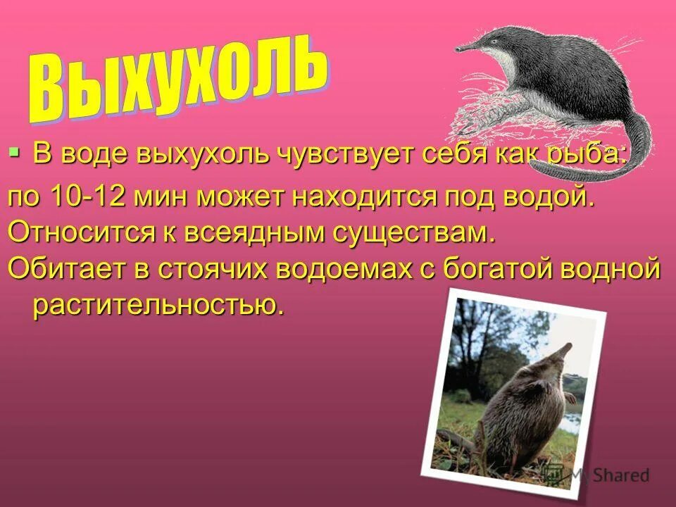 солоухин про выхухоль