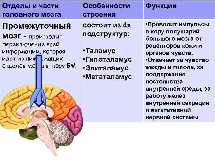 Отделы головного мозга и их функции