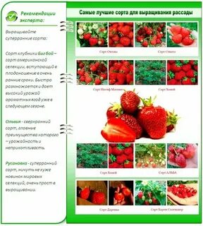 Клубника от цветения до созревания сколько дней