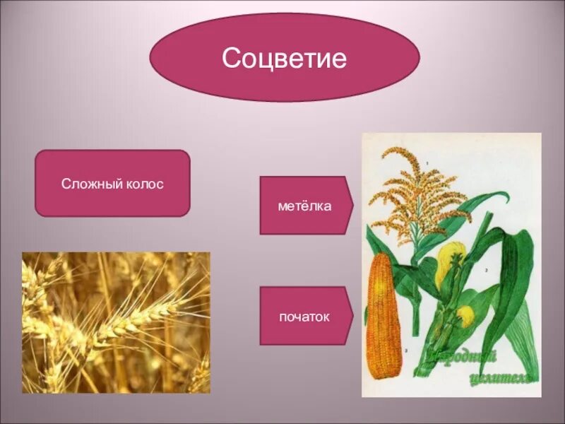 Сложный початок. Соцветие сложный Колос, метелка. Сложный Колос початок. Соцветие сложная метелка. Соцветие початок.