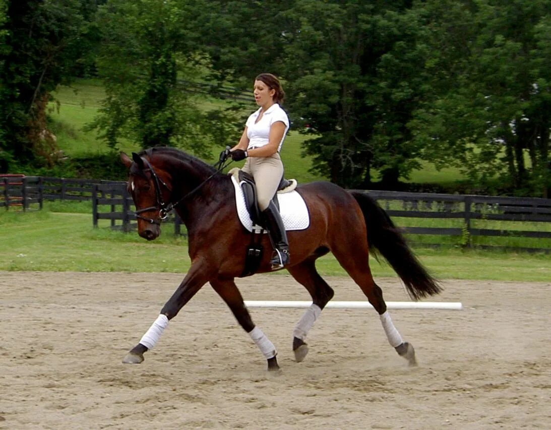 Вестерн лошади соревнования. Аллюры лошадей. Конкур выездка троеборье. Катание на лошадях. Выездка полупируэт.