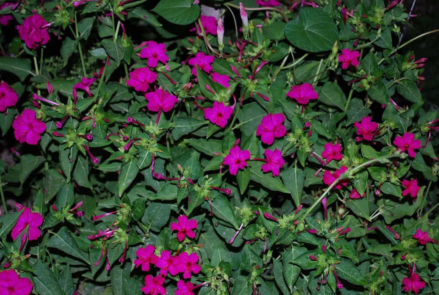 Какой процент ночной красавицы с розовыми цветками. Мирабилис ночная красавица. Мирабилис (ялапа). Зорька мирабилис. Мирабилис куст.